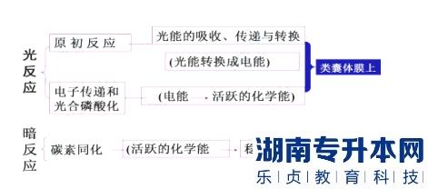 青島農(nóng)業(yè)大學(xué)海都學(xué)院2023年專升本植物生理學(xué)考試大綱